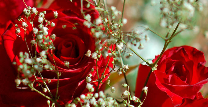 Roses