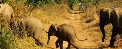 India Best Destinations For Couples Who Love Wildlife Adventures