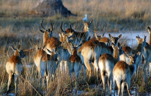 Botswana