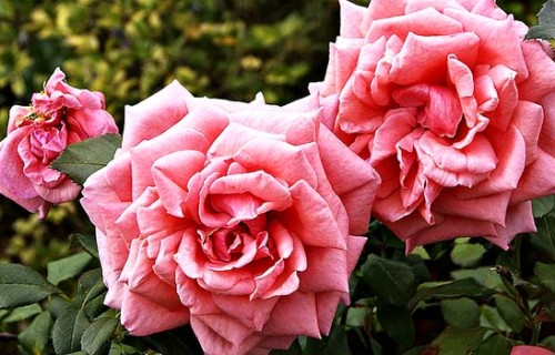 Top Romantic Places to visit in Chandigarh