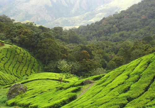 6 Nights Romantic South India Honeymoon Package