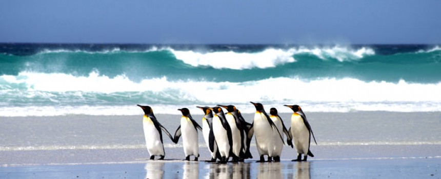 Volunteer Point beach in Falkland Island