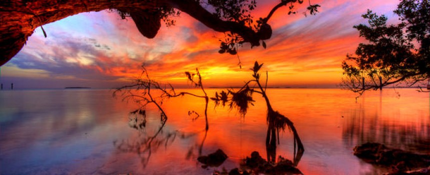 Mangroves at Sunset in Key Largo
