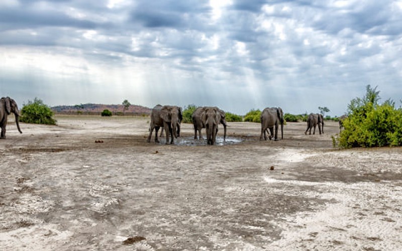 Chobe National Park, Botswana