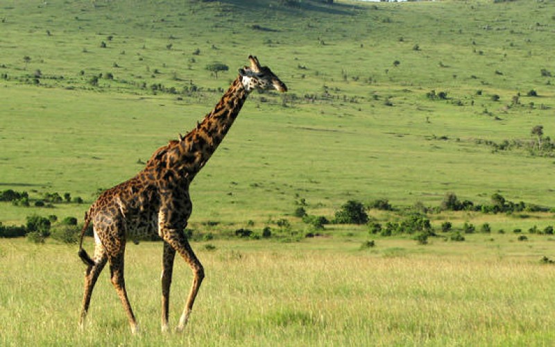Nairobi National Park