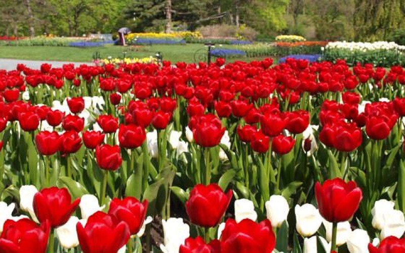 Tulip Garden, Albany