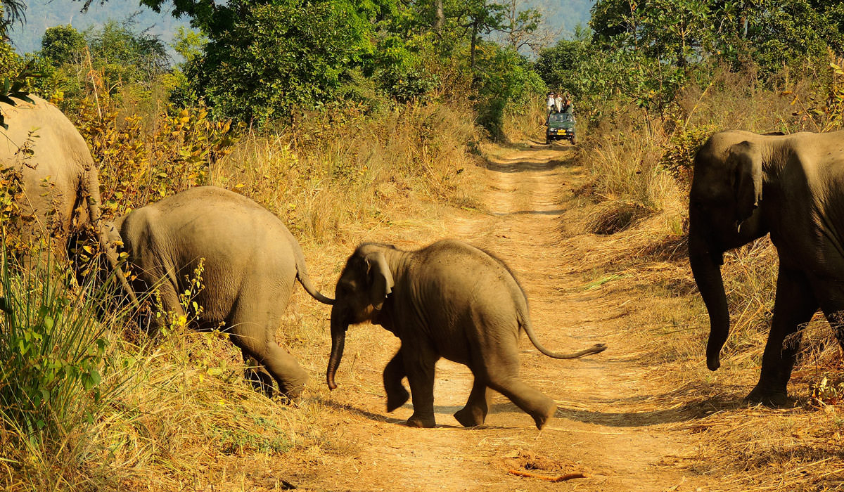 India Best Destinations For Couples Who Love Wildlife Adventures